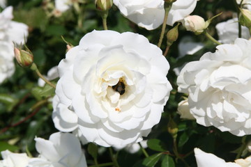 bumblebee inside a white rose