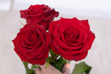 Three red roses holds a hand. copy space - Valentines and 8 March Mother Women's Day concept