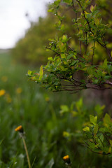 Obraz premium Spring landscape