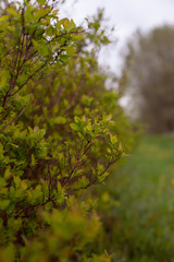  green bush with young spring leaves