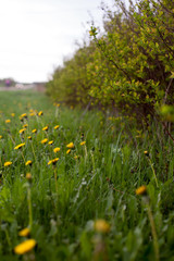 green bushes and yellow dandelions