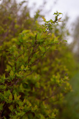 Spring bush with young spring leaves