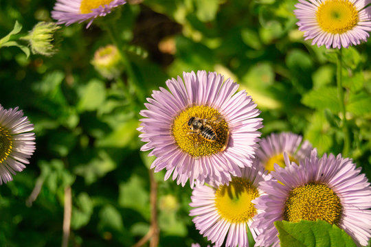 Detail of bee, honeybee or wasp sitting on the violet purple flower. Spring single daisy flower and bee in garden or field. Spring time. Pollination. Bee extracting pollen. Worker bee.