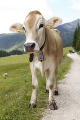 Alpine gray cow. White cow with horns in Dolomites area. Portrait of a gray beautiful cow. A grey alpine cow in a green pasture in Dolomites area