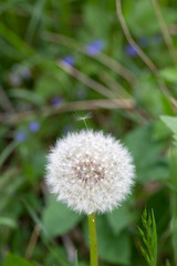 Detail of the Dandelion in Nature