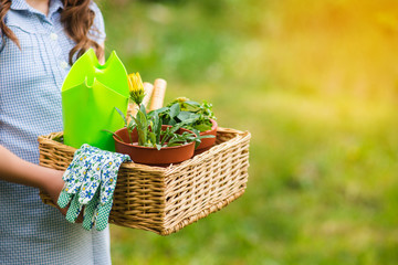 smiling cute girl gardener holding basket and horticultural tools in garden on sunny day. Happy childhood. Summer activities