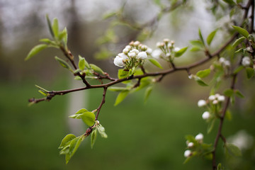 Blossoming flowers on apple tree