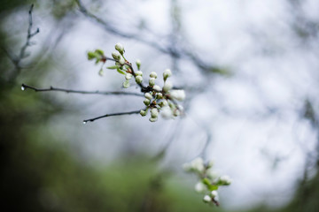Blooming apple tree in spring time.