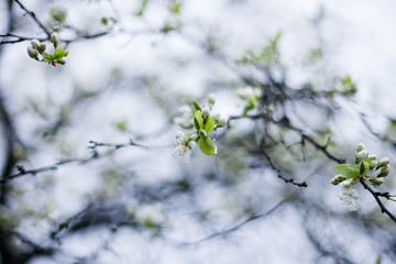 Blooming apple tree in spring time.