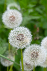 Detail of the Dandelion in Nature