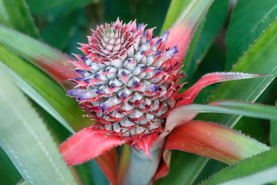 Close-up. Growing Pineapple. Dominican Republic.