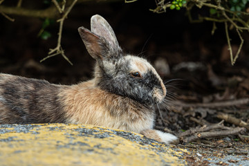 close up of a spotted brown rabbit taking nap in front of the bushes in the park behind car bump