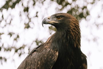 Golden Eagle