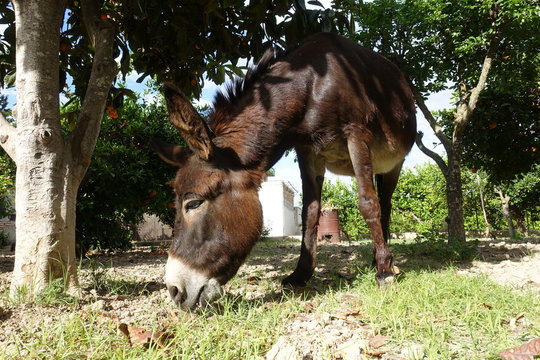 Candela, mi burra