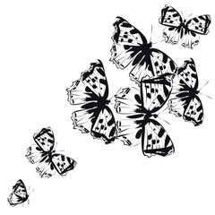 butterfly596