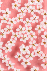 Flat lay of floating wild cherry white flowers on the surface of water, pastel pink background. Spring time and blossom. 