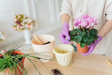 girl in a bright room, in casual clothes transplant indoor plants. Woman's hands transplanting...