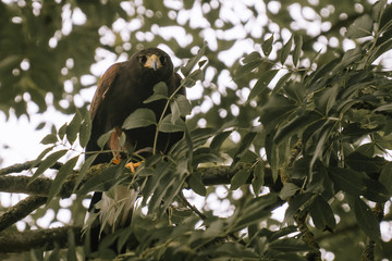 Milo the Harris Hawk