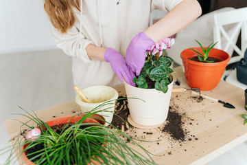 girl in a bright room, in casual clothes transplant indoor plants. Woman's hands transplanting plant a into a new pot. Home gardening. home plants.