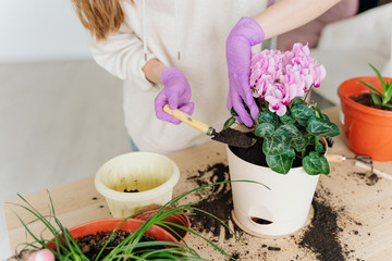 Obraz na płótnie Canvas girl in a bright room, in casual clothes transplant indoor plants. Woman's hands transplanting plant a into a new pot. Home gardening. home plants.