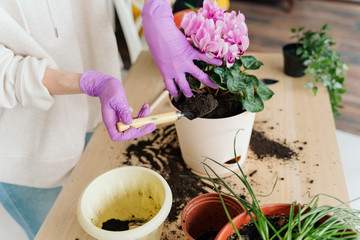 girl in a bright room, in casual clothes transplant indoor plants. Woman's hands transplanting plant a into a new pot. Home gardening. home plants.