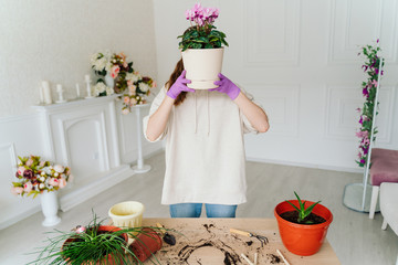 a young woman in a beige hoodie and purple rubber gloves replants indoor plants in new pots. cyclamen and scarlet faith. ground scattered on a wooden table