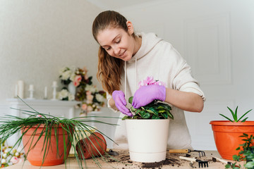 a young woman in a beige hoodie and purple rubber gloves replants indoor plants in new pots. cyclamen and scarlet faith. ground scattered on a wooden table