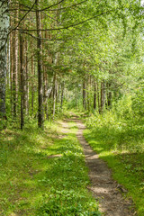 Landscape with a sunny path in the forest