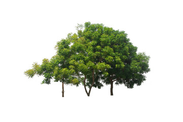 Fototapeta premium Green tree on isolated, an evergreen leaves plant di cut on white background with clipping path.