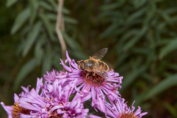 Fall. A fly collects the last nectar and pollen from perennial aster flowers.