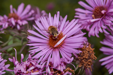 Fall. A fly collects the last nectar and pollen from perennial aster flowers.