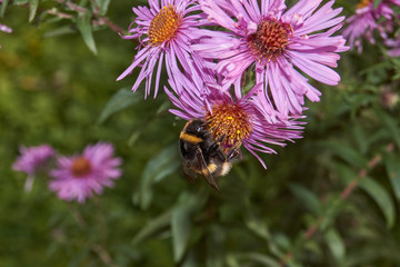 Fall. A fly collects the last nectar and pollen from perennial aster flowers.