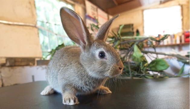 Conejo guapo