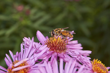 Fall. A fly collects the last nectar and pollen from perennial aster flowers.