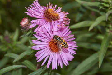 Fall. A fly collects the last nectar and pollen from perennial aster flowers.