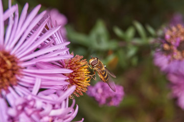 Fall. A fly collects the last nectar and pollen from perennial aster flowers.