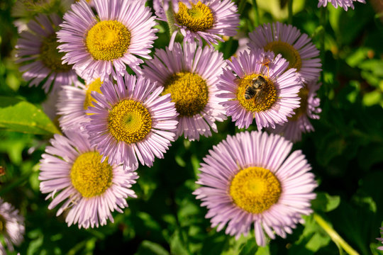 Close-up bee sitting on the violet purple flower in a garden or field. Single daisy flower and bee in green background. Spring time. Pollination. Climate change concept. Bee extracting pollen.