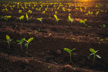 Small seedlings grow in the newly cultivated soil