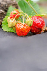 Strawberry bushes with ripe berries are planted on agrofibre.