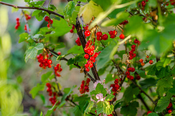Obraz premium Ripe bunches with red currant berries as a background.