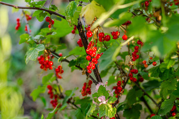 Ripe bunches with red currant berries as a background.