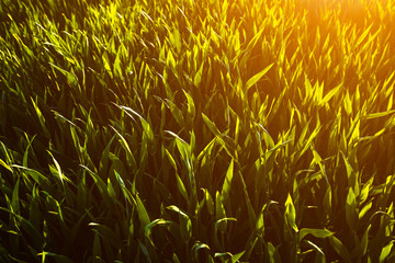 Grass.