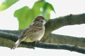 sparrow on a branch