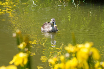 duck in field