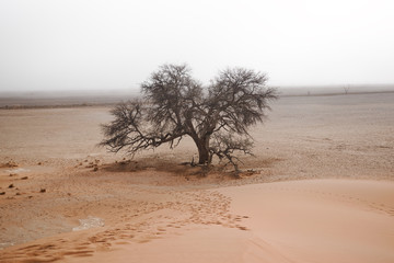 Lonely tree in a plain sand desert