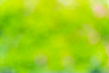 Fototapeta premium 緑ぼかしの背景
