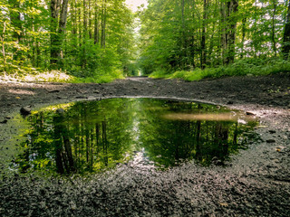 Obraz premium Reflection