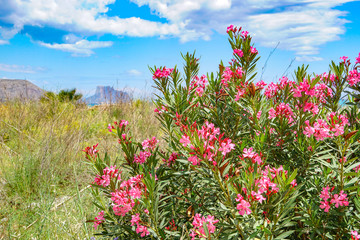 ALTEA, SPAIN - BEAUTIFUL SUMMER COLORS ON THE BEACH WITH OLEANDER FLOURISHING AND THE TURQUOISE SEA