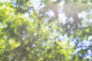 新緑のぼかし背景