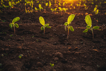 Small seedlings grow in the newly cultivated soil